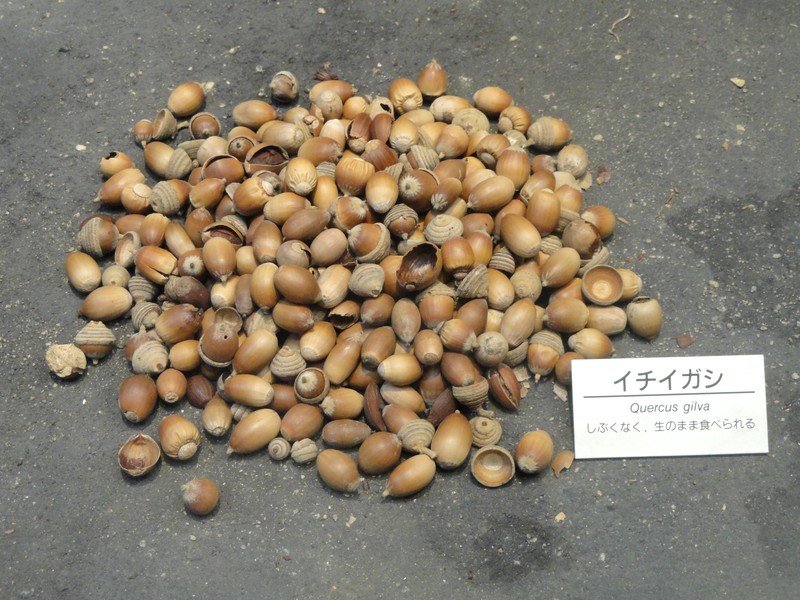 Quercus gilva