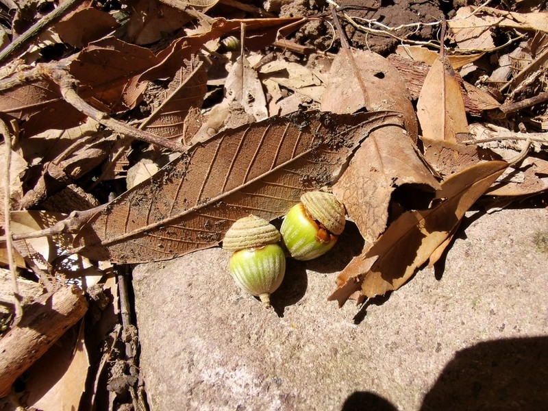 Quercus gilva photo 2