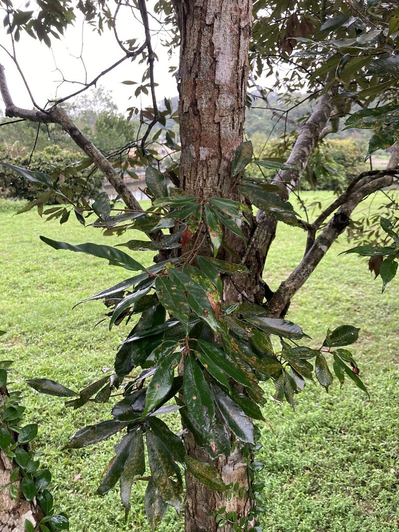 Quercus gilva photo 3
