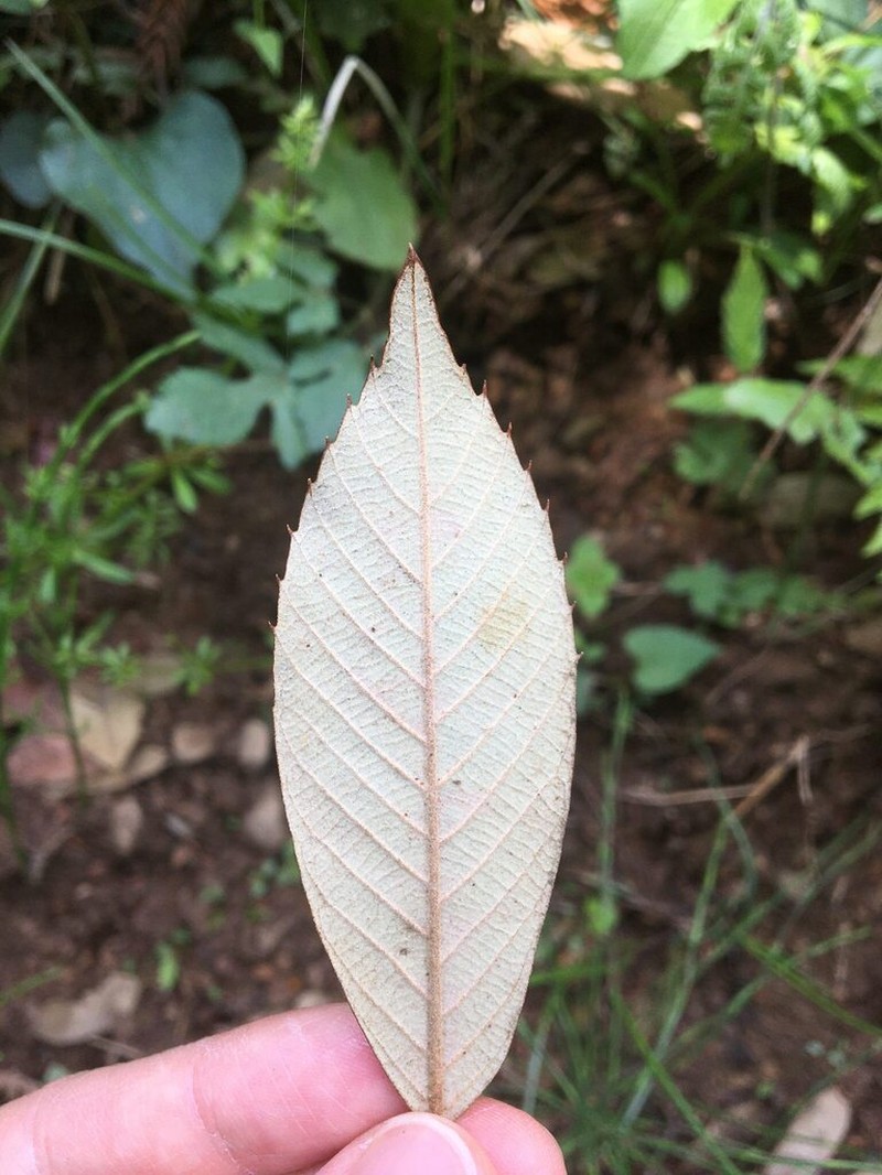 Quercus gilva photo 4