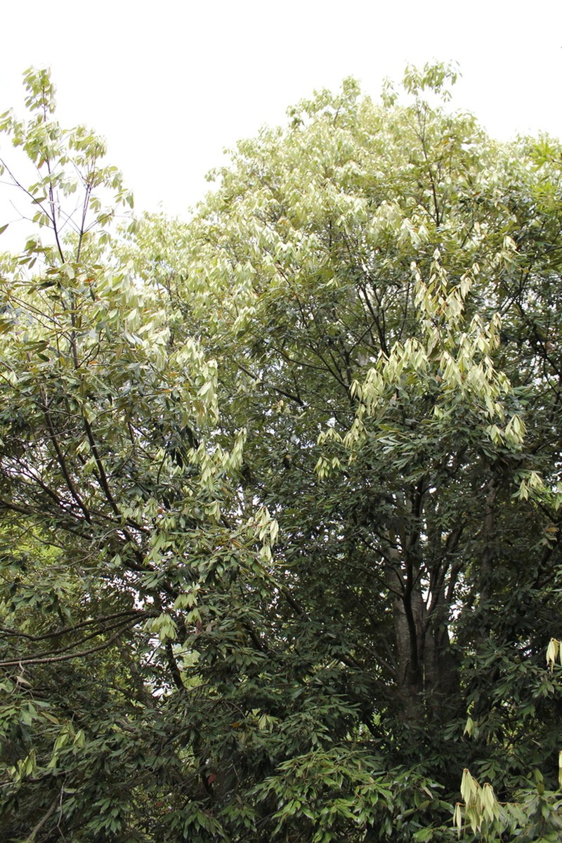 Quercus gilva photo 5