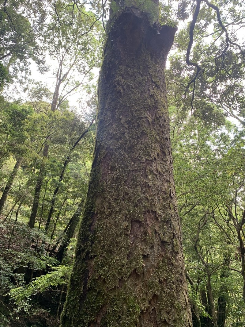 Quercus gilva photo 6