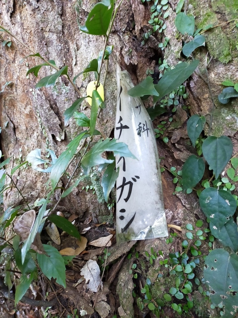 Quercus gilva photo 7