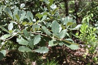 Quercus glabrescens