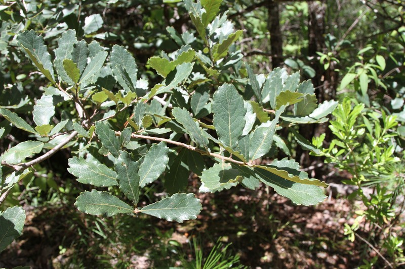 Quercus glabrescens