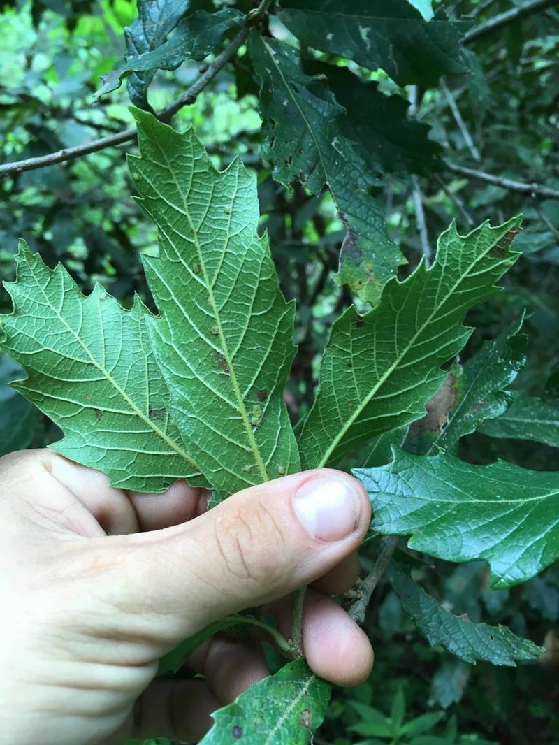 Quercus glabrescens photo 2
