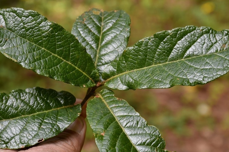 Quercus glabrescens photo 3