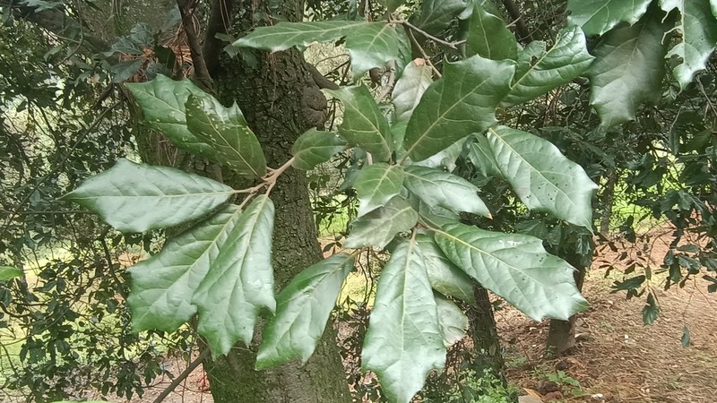 Quercus glabrescens photo 4
