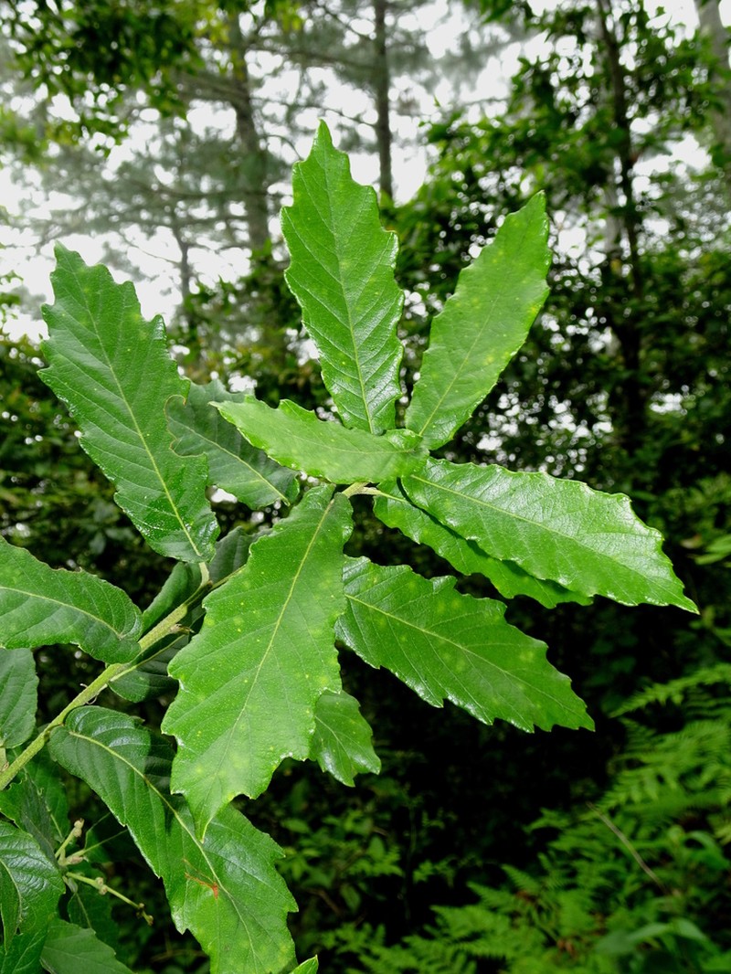 Quercus glabrescens photo 5