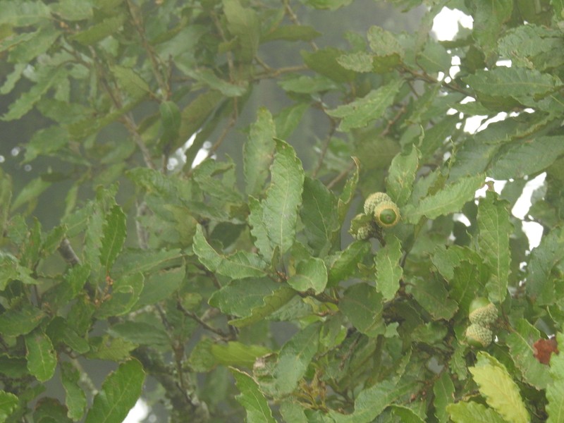 Quercus glabrescens photo 6