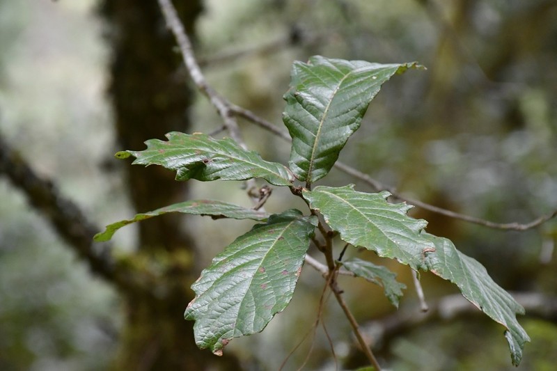 Quercus glabrescens photo 7