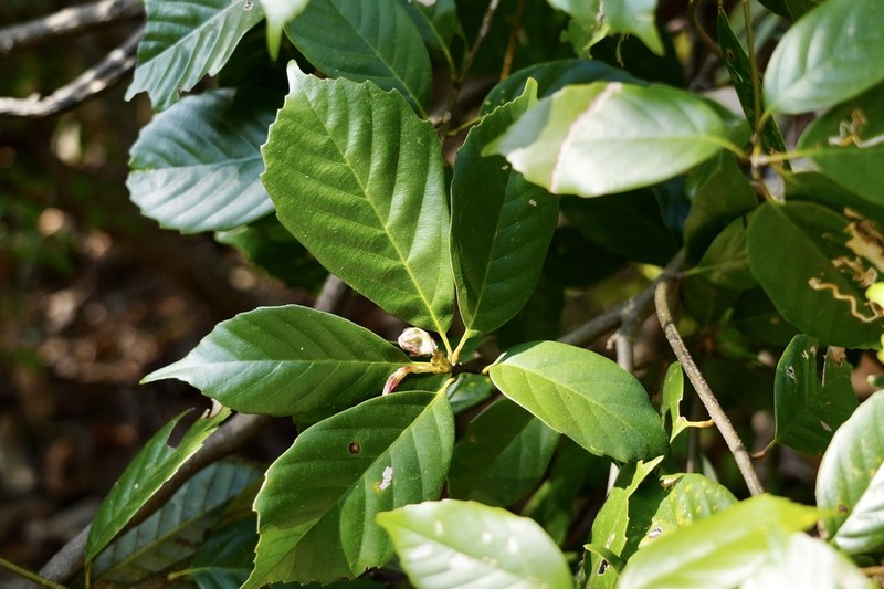 Ring-Cup Oak photo 7