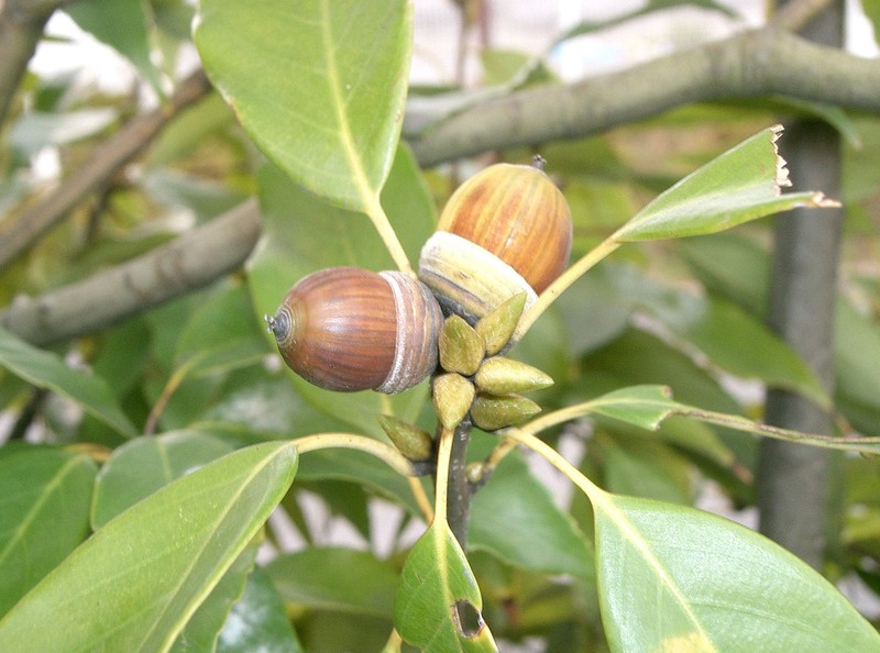 Ring-Cup Oak photo 2