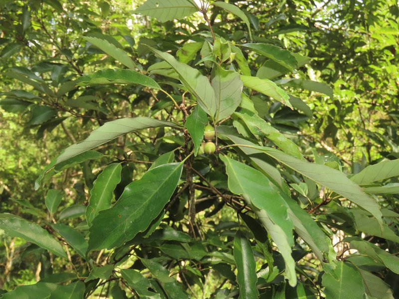Ring-Cup Oak photo 3
