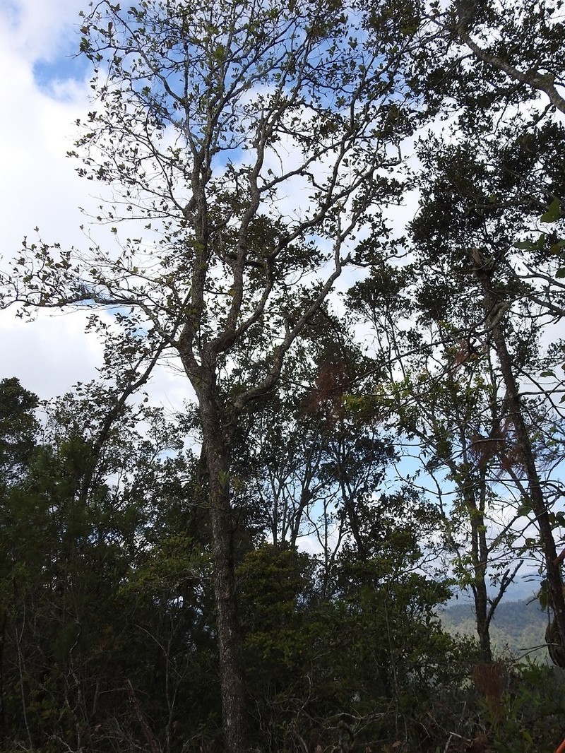 Quercus glaucescens photo 2
