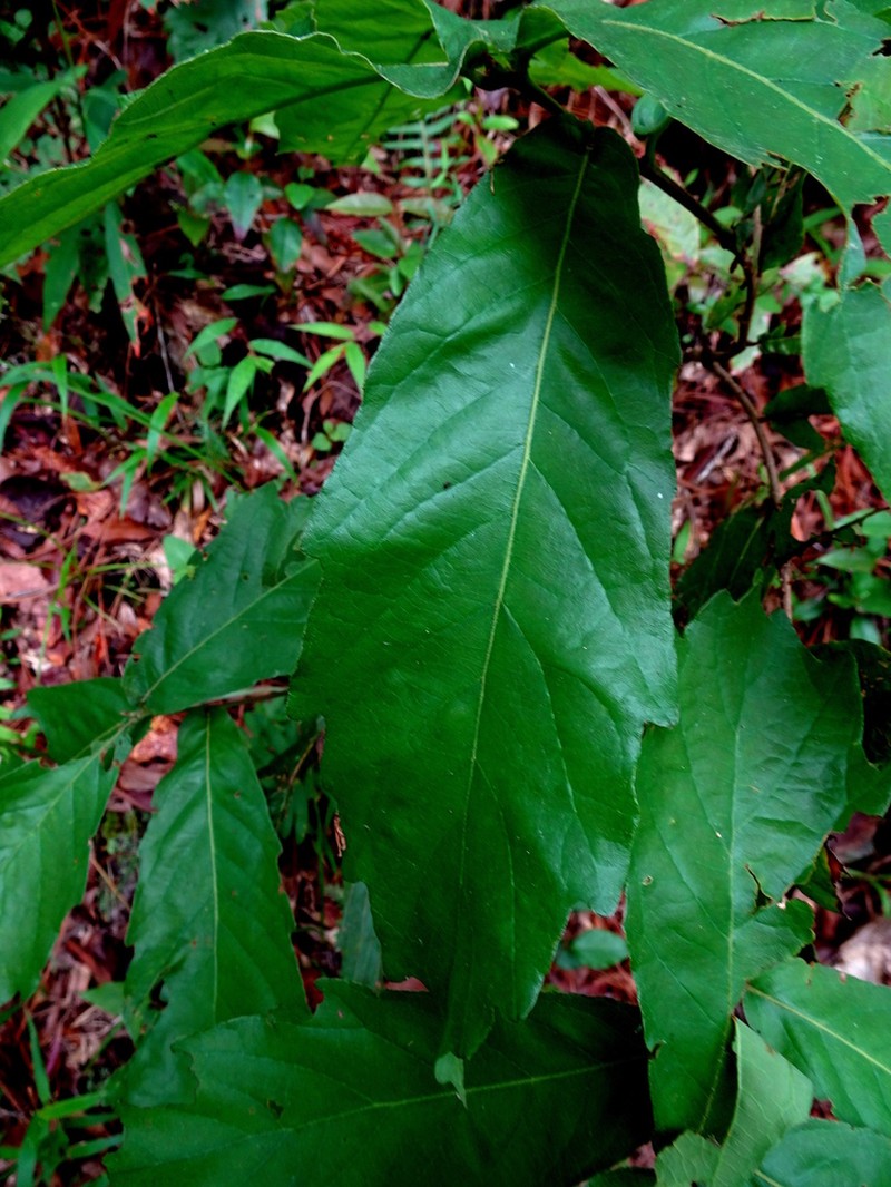Quercus glaucescens photo 3