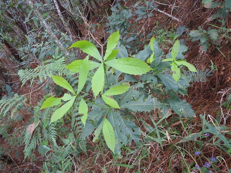 Quercus glaucescens photo 4