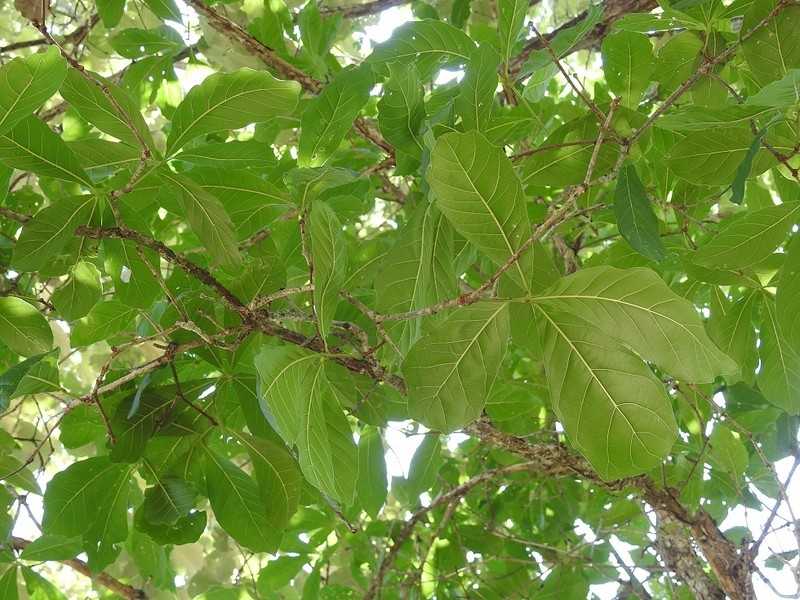 Quercus glaucescens photo 5
