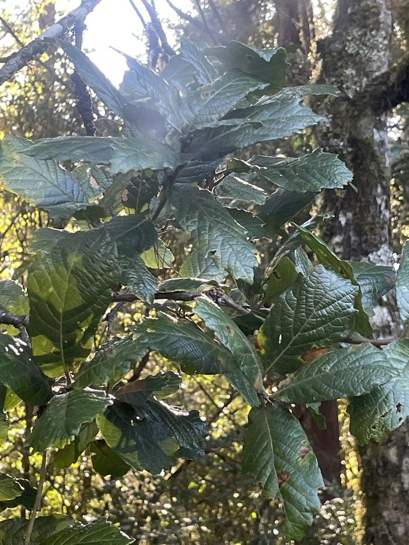 Quercus glaucescens photo 6