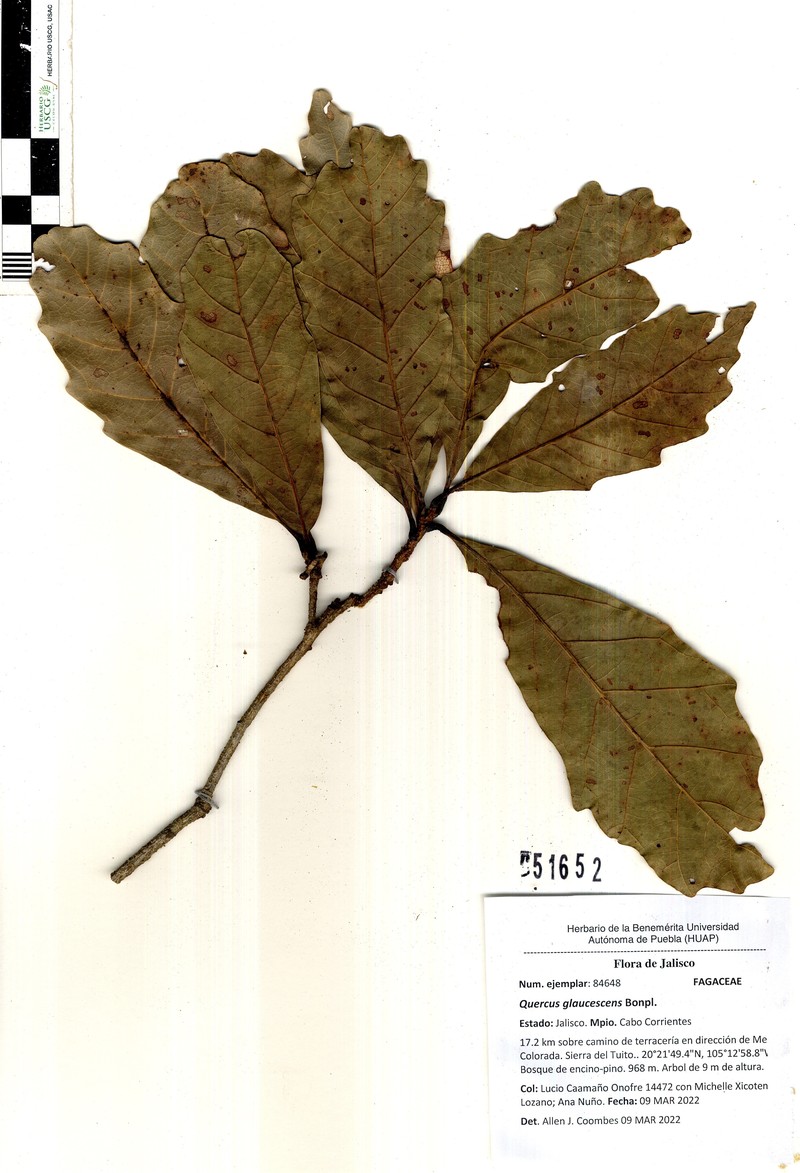 Quercus glaucescens photo 8
