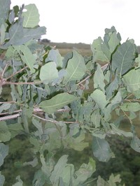 Quercus glaucoides