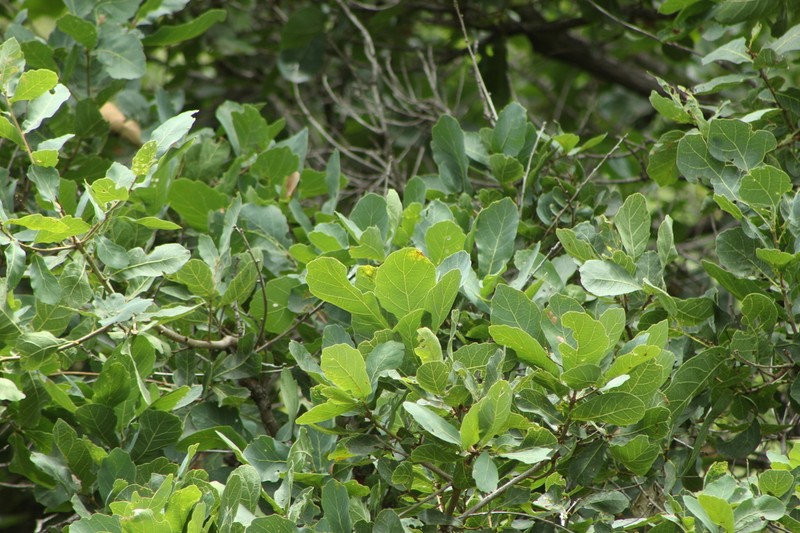 Quercus glaucoides photo 2