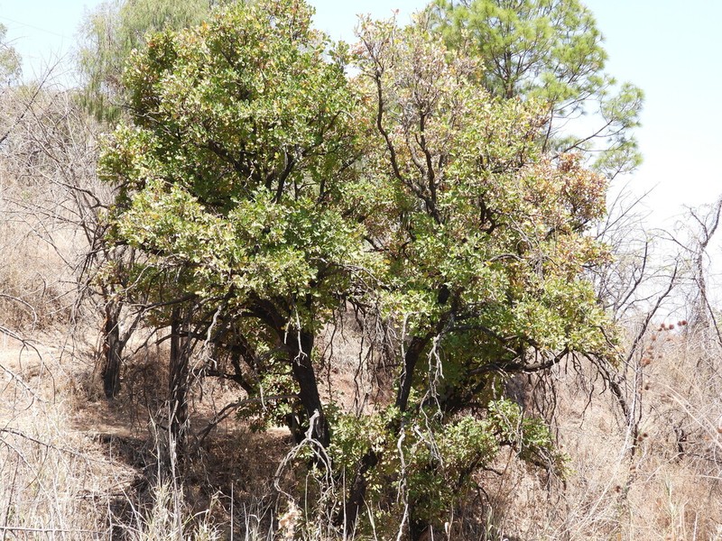 Quercus glaucoides photo 3