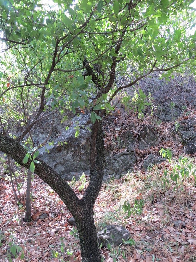 Quercus glaucoides photo 4