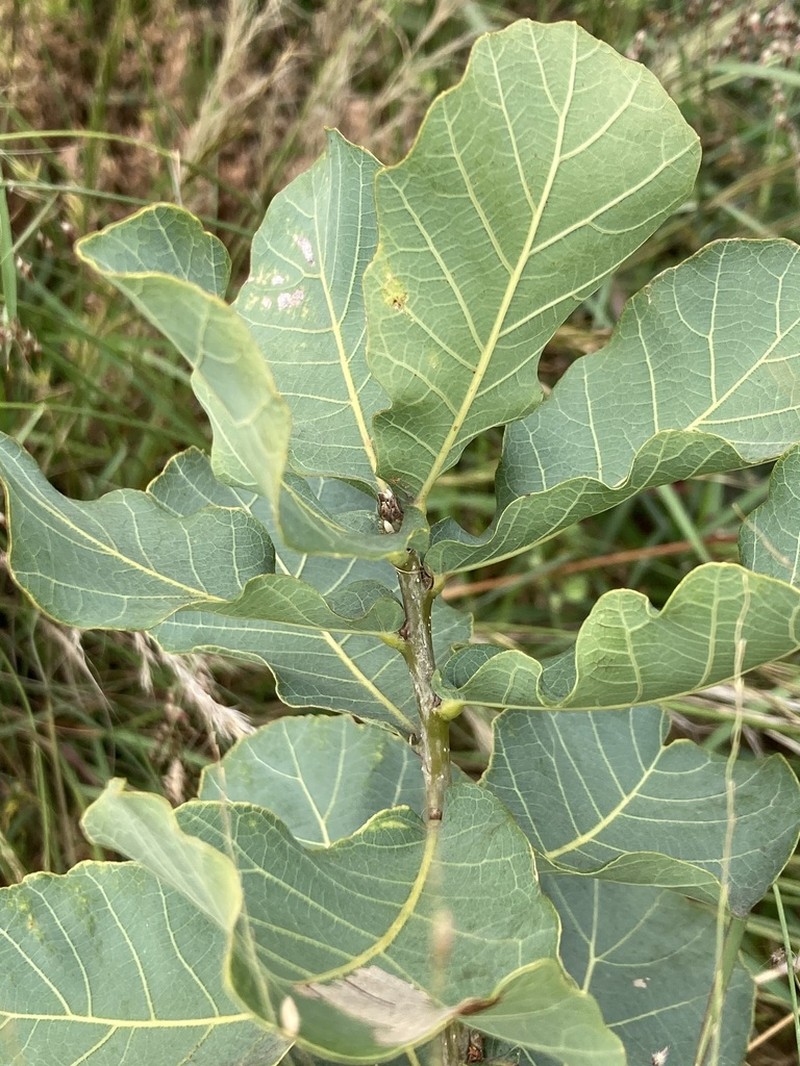 Quercus glaucoides photo 5
