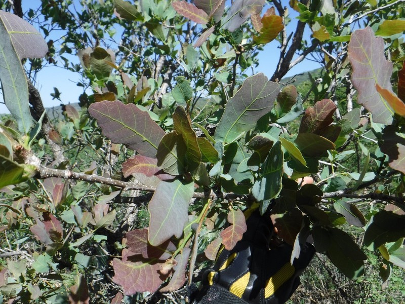 Quercus glaucoides photo 6
