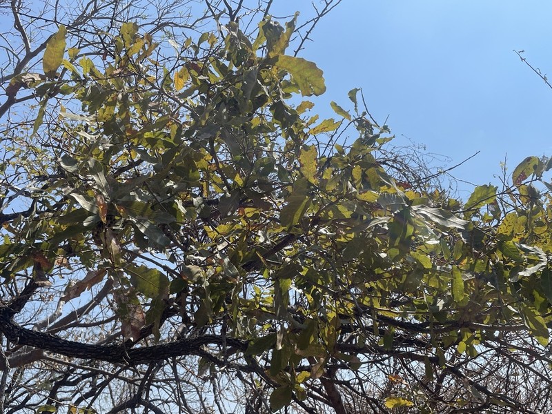 Quercus glaucoides photo 7