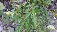 Chisos Oak