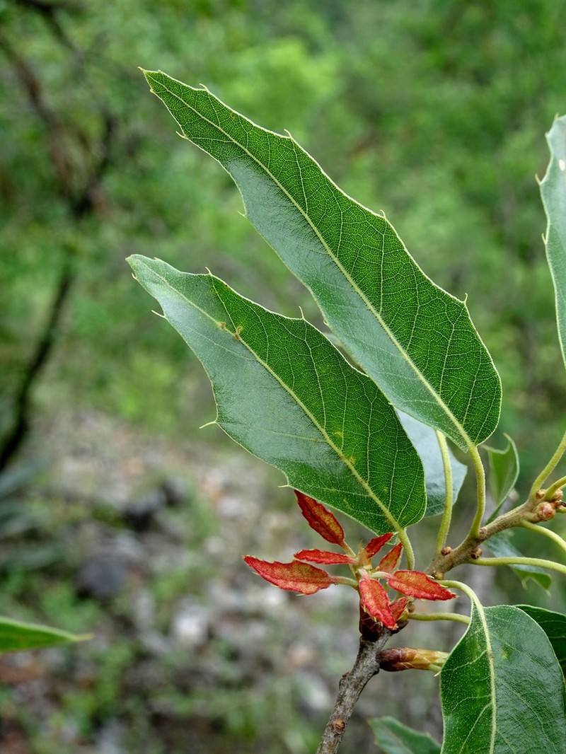 Chisos Oak photo 2