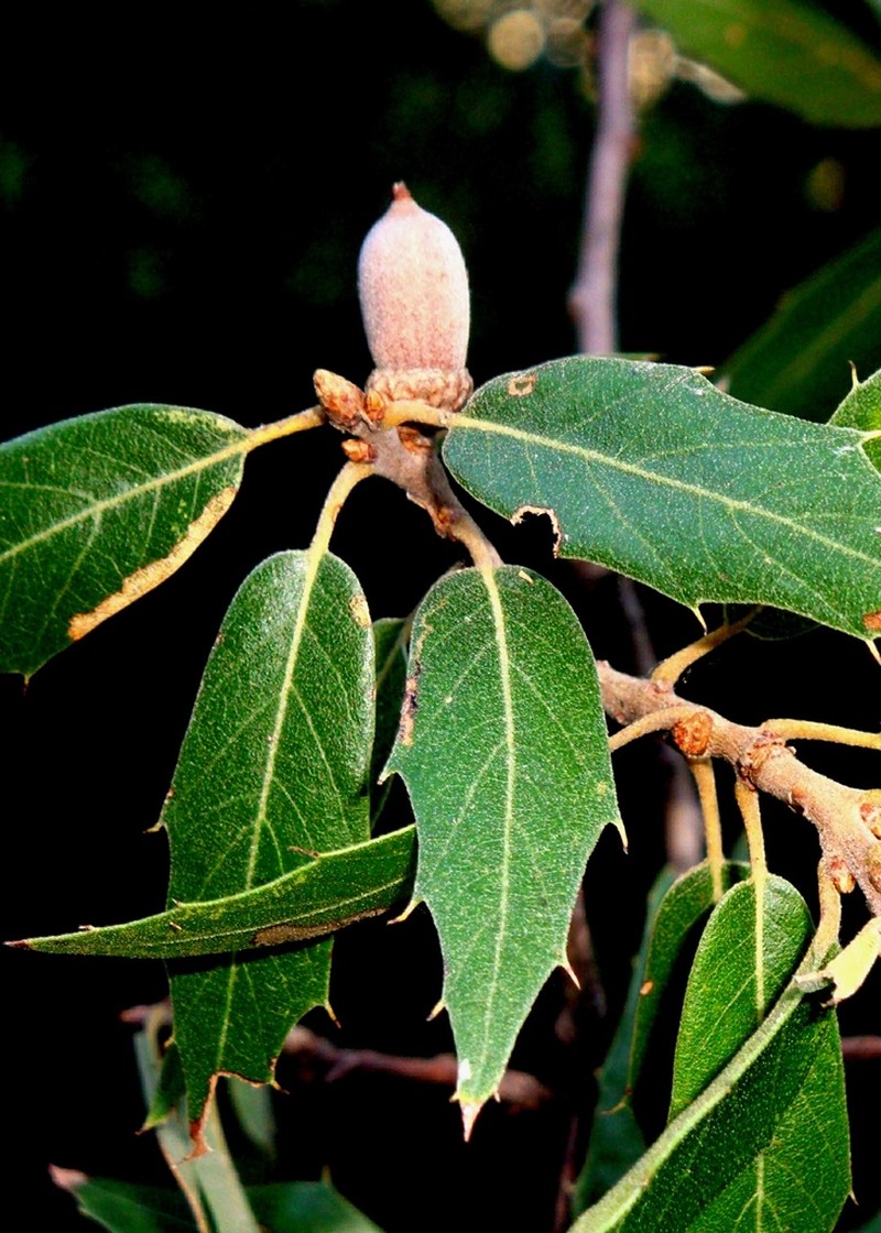 Chisos Oak photo 3