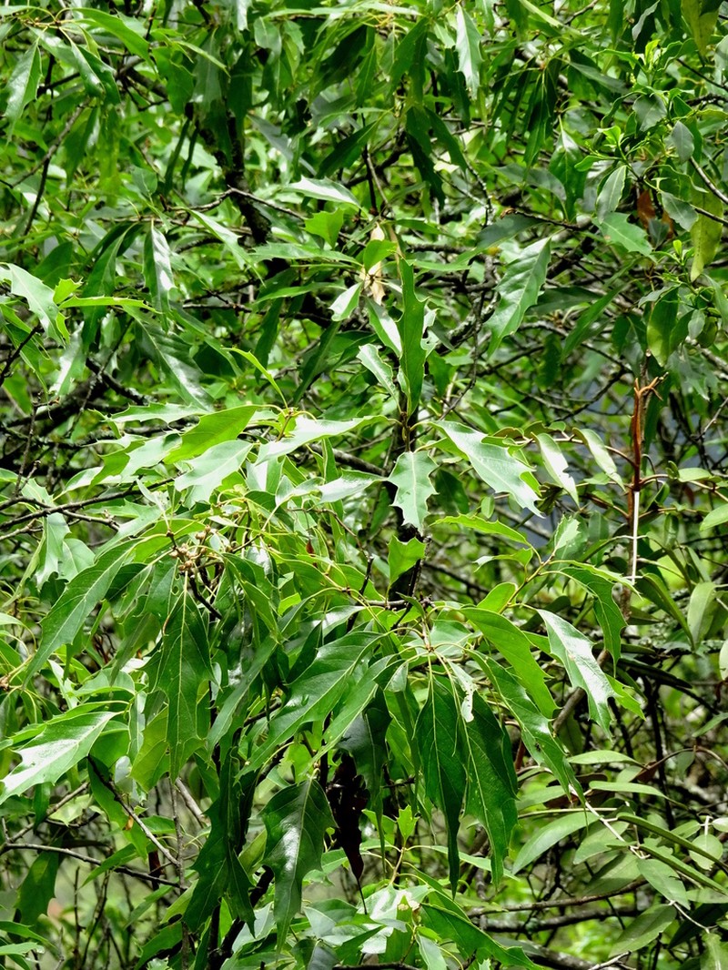Chisos Oak photo 4