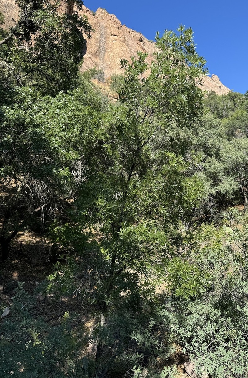 Chisos Oak photo 5