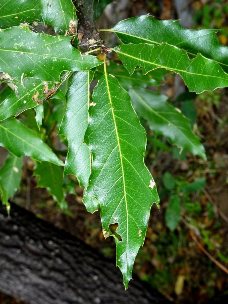 Chisos Oak photo 6