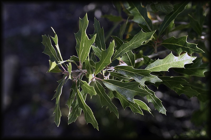 Chisos Oak photo 7