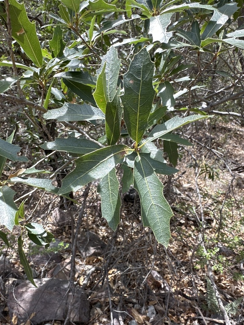 Chisos Oak photo 8