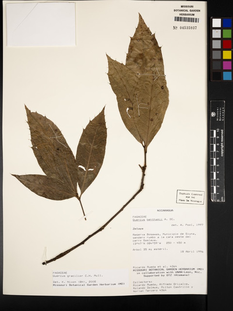 Quercus gracilior