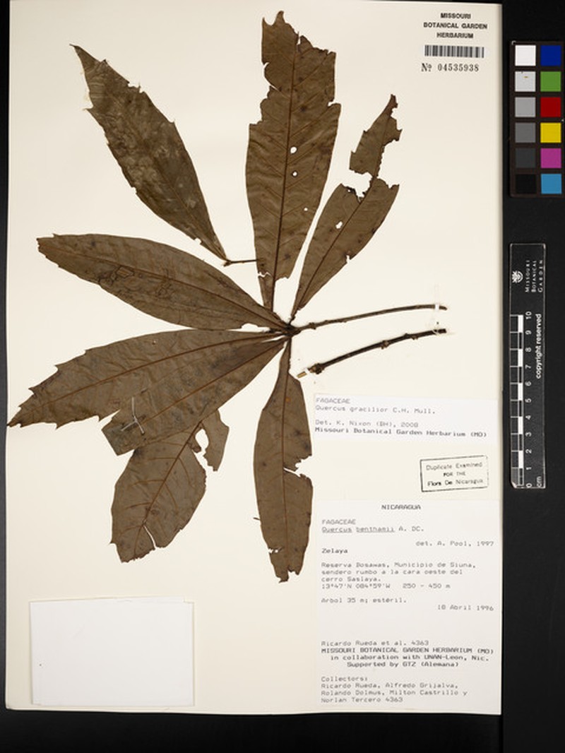 Quercus gracilior photo 2
