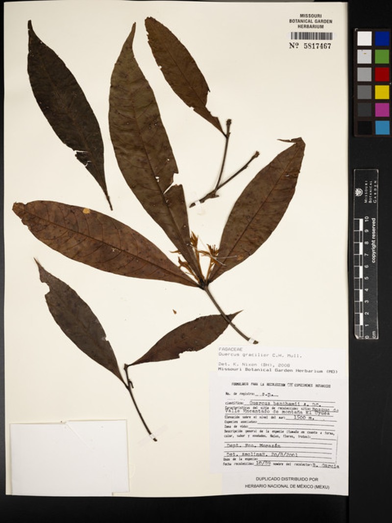 Quercus gracilior photo 3