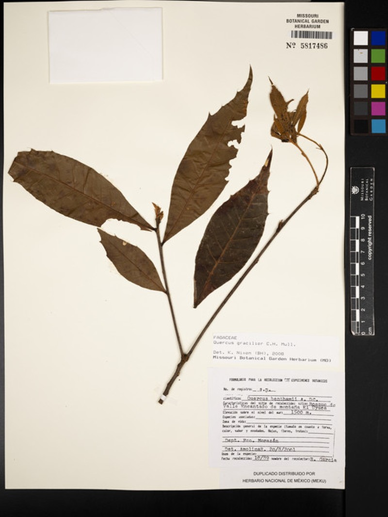 Quercus gracilior photo 4