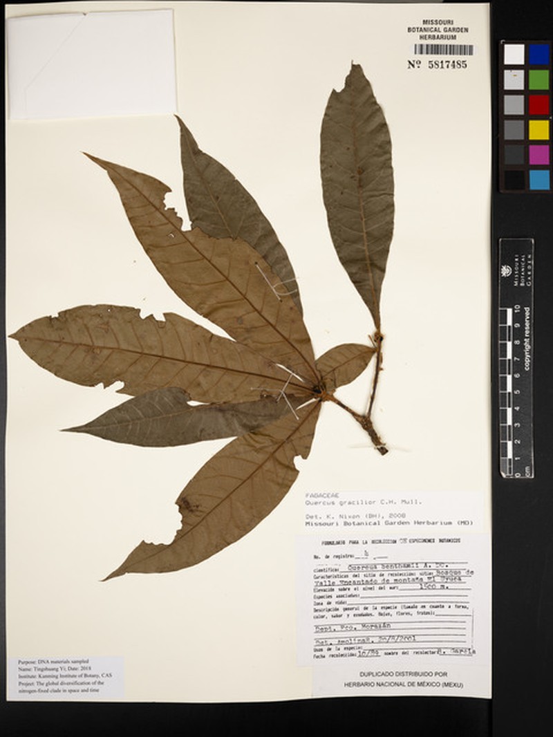 Quercus gracilior photo 5