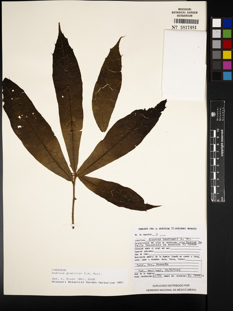 Quercus gracilior photo 6
