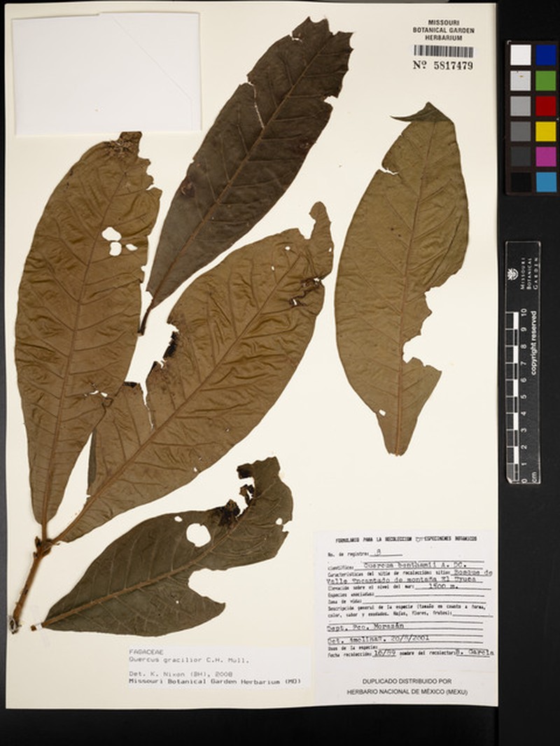 Quercus gracilior photo 7