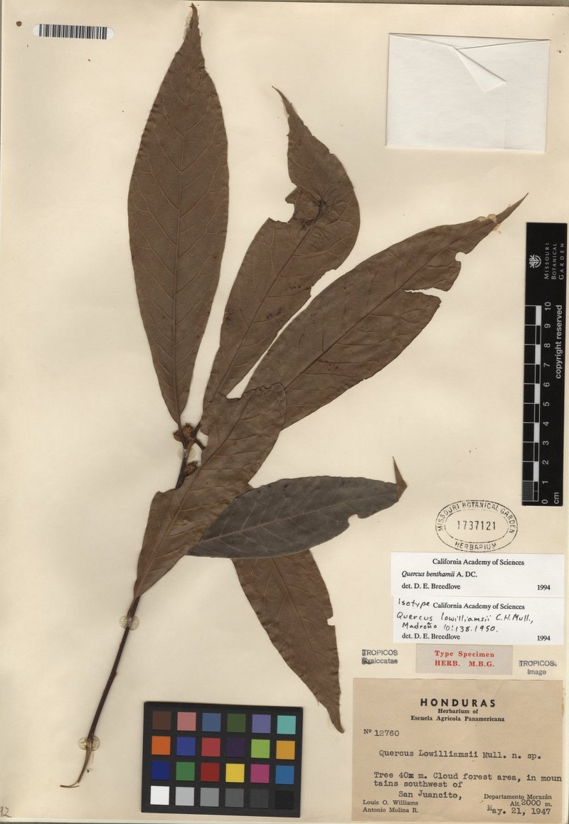 Quercus gracilior photo 8