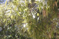 Quercus grahamii