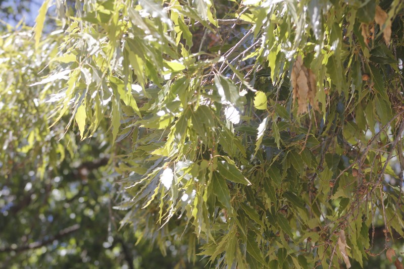 Quercus grahamii