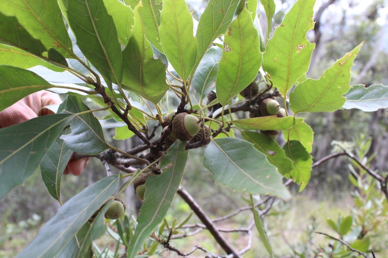 Quercus grahamii photo 2